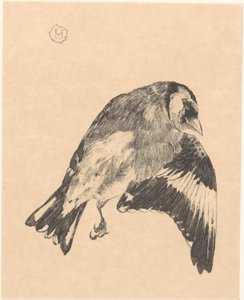 Toter Stieglitz