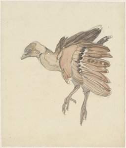 Toter Vogel (Rebhuhn?) von Theo van Hoytema