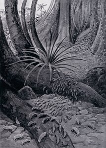 Die Coushie oder Blattschneiderameise (Lithografie) von Theobald Carreras
