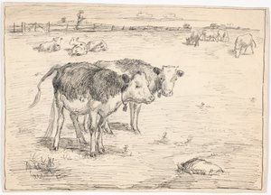 Ein paar Kälber auf "Fladen", Saltholm
