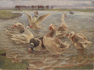 Gänse auf der Insel Saltholm