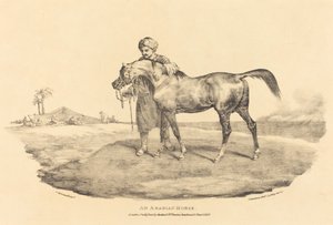 Ein arabisches Pferd