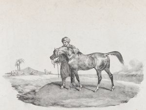 Ein arabisches Pferd