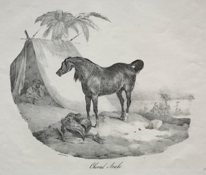 Arabisches Pferd