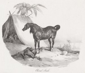 Arabisches Pferd