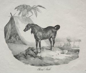 Arabisches Pferd