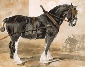 Angespannter schwarzer Hengst