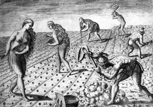 Landwirtschaft unter den Ureinwohnern Südamerikas - in „Admirante Narratio Americae“, von Théodore de Bry