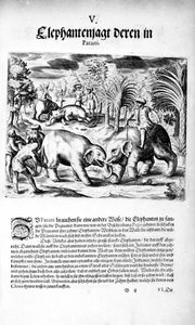 Kämpfende Elefanten, 1606 von Theodore de Bry