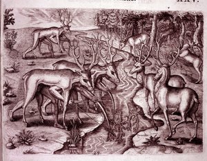 Indianer benutzen Hirschfelle, um andere Hirsche zu jagen (Gravur) von Theodore de Bry