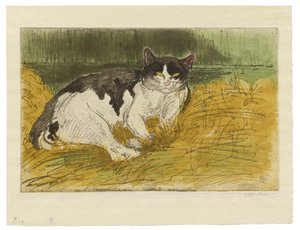 Alter Schwarz-Weiß-Kater im Gras