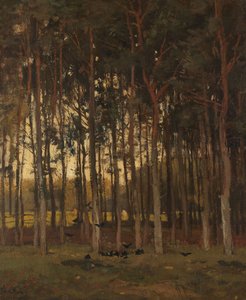 Ansicht im Wald