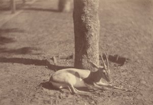 [Gazelle liegt an einem Baum] von Théodule Devéria