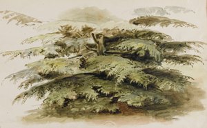Studie eines Zedernbaums in Merton
