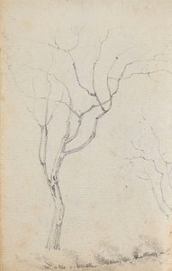 Studie von kleinen Bäumen mit niedrigen Sträuchern darunter (verso) von Thomas Baxter