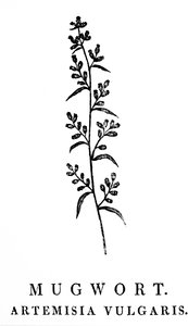 Ein Holzschnitt, der einen Zweig von Beifuß darstellt, eine Art aromatischer Pflanzen der Gattung Artemisia. Holzschnitt von Thomas Bewick (1753-1828), einem englischen Graveur und Naturgeschichtsschriftsteller