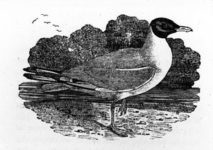 Schwarz-Kopfmöwe, Illustration aus 