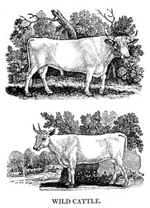 Britisches Wild- oder Parkvieh, 1790