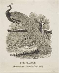 Pfau von Thomas Bewick