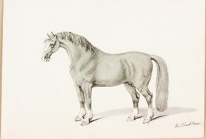 Das schwarze Pferd von Thomas Bewick