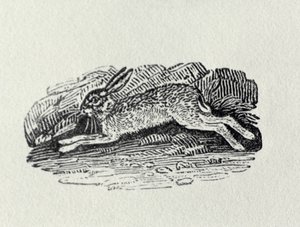 Der Hase aus 