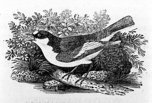 Der Trauerschnäpper, Illustration aus 