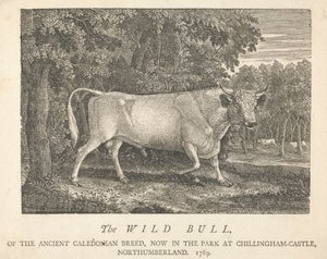 Der wilde Stier der alten kaledonischen Rasse, jetzt im Park von Chillingham-Castle, Northumberland