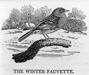 Die Winterfauvette, Illustration aus 