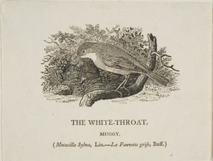 Weißkehlchen (Vogel) von Thomas Bewick