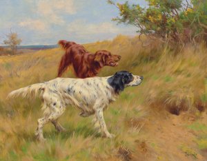 Setter von Thomas Blinks