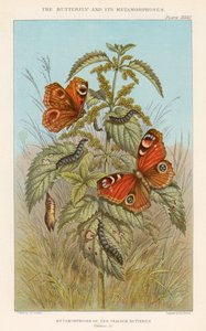 Metamorphosen des Pfauenauges