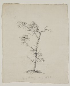 Junger Hickory von Thomas Cole