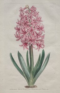 The Botanical Magazine or Flower Garden Displayed: Gartenhyazinthe