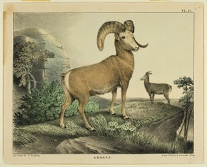 Argali von Thomas Doughty
