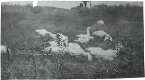 Gänse an der Stelle des Netzflickens, Gloucester, N.J., 1881