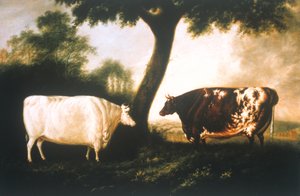 Zwei Shorthorn-Rinder von Thomas Harrington Wilson