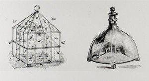Wespen- und Fliegenfallen, aus Thomas Mawsons 