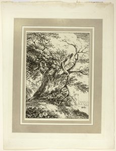 Alter Baum, aus der ersten Ausgabe von Specimens of Polyautography