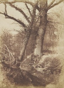 Bäume, 1854-57