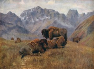 Büffel im Sommer, auf der Bow Range, nahe Banff von Thomas Mower Martin