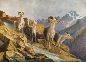 Schafe zum Füttern treiben