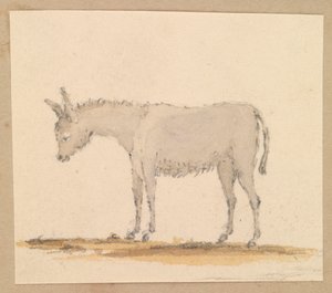 Studie eines Esels, ca. 1820 von Thomas Streatfeild
