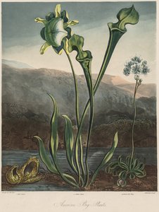 Der Tempel der Flora: Amerikanische Sumpfpflanzen