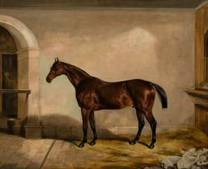 Teddy der Fliesenleger: Ein Pferd von Thomas W. Bretland