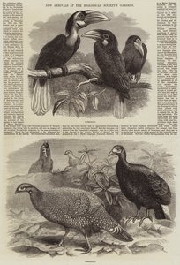 Neue Ankünfte im Zoologischen Garten der Gesellschaft von Thomas W. Wood