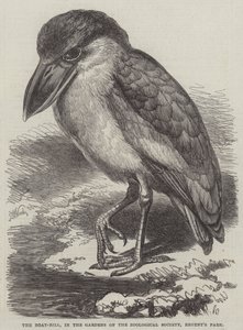 Der Bootsschnabel, in den Gärten der Zoologischen Gesellschaft, Regent