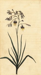 Felsenblume von New South Wales, Australien (Gravur) von Thomas Watling