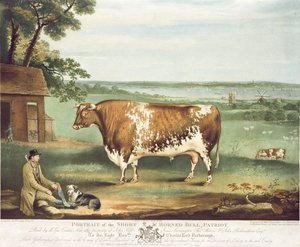 Ein Kurzhorner Bulle, Patriot, graviert von William Ward, Shrewsbury, 1810 von Thomas Weaver