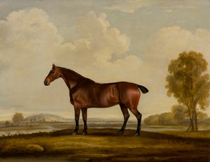 Georgiana: ein Pferd von Thomas Weaver