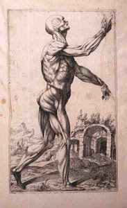 Anatomische Studie, von Domenico Maria Bonavera
